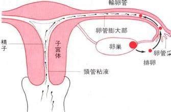 子宫腺肌症的常见病因有哪些呢？