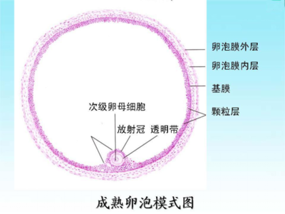 卵泡发育不好的原因有哪些？